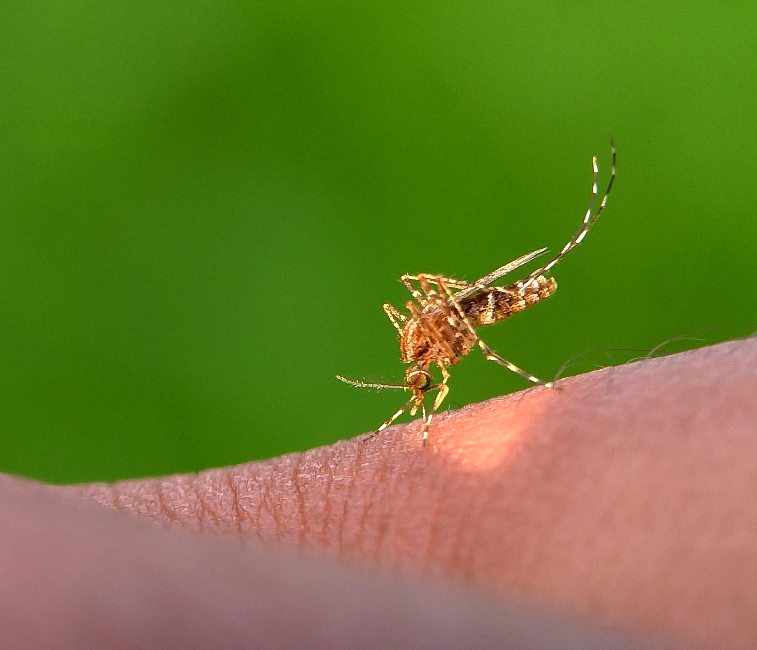 Mosquito Control