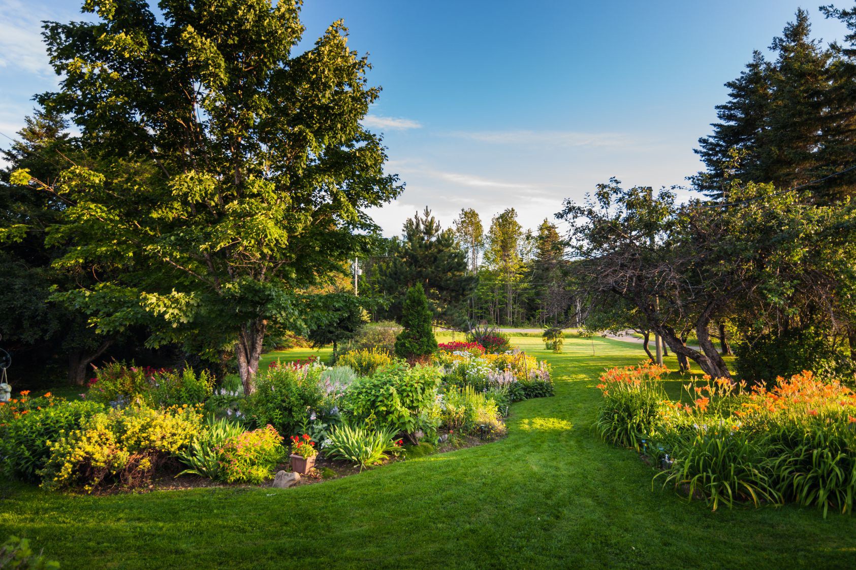 Shrub and Tree Care